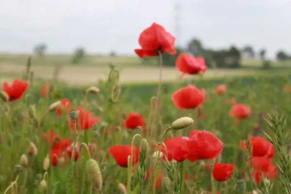 Dożynki Gminne pełne podziękowań, tradycji i dobrej zabawy