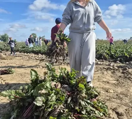 Dzień Buraczka Czerwonego w Płutowie – jesienne święto lokalnych tradycji
