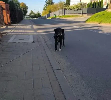 Znaleziono psa w Lisewie – szukamy właściciela